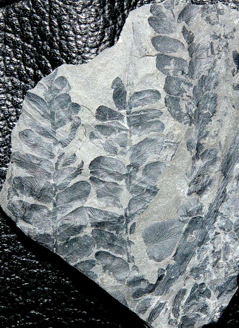 Neuropteris loshi