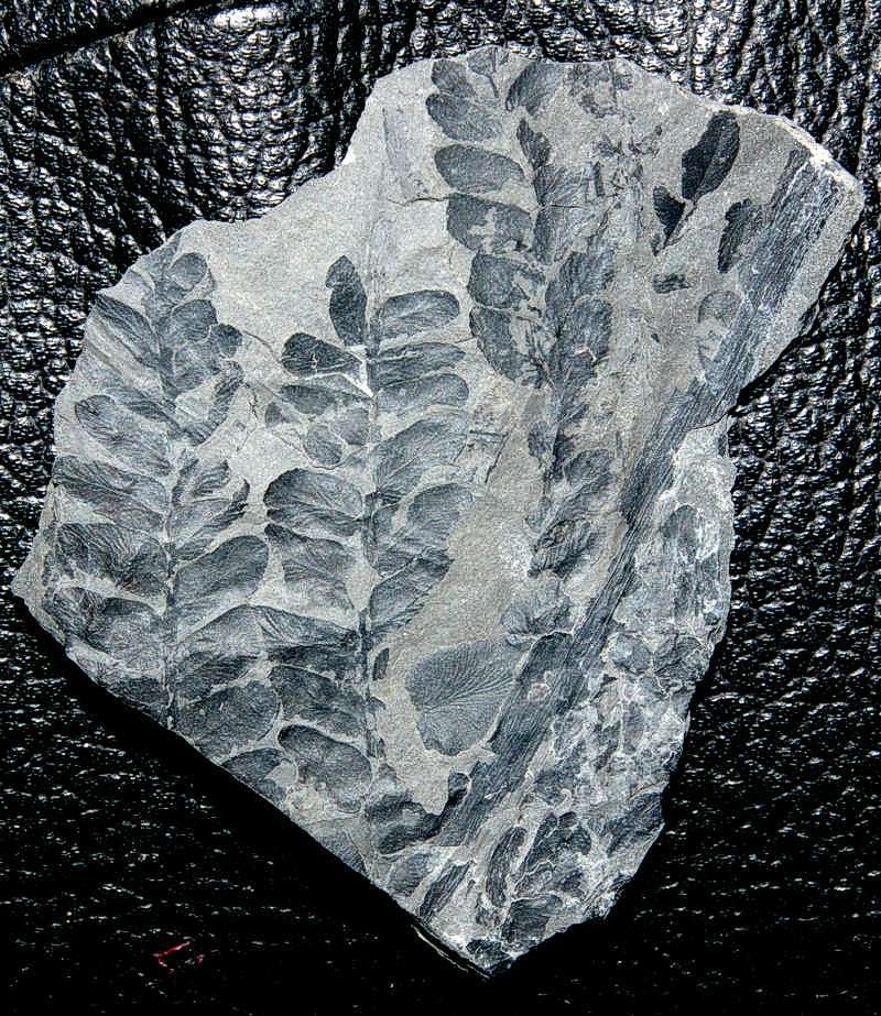 Carboniferous fern