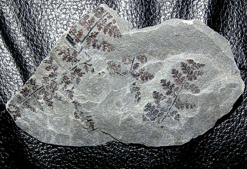 Sphenopteris rutaefolia