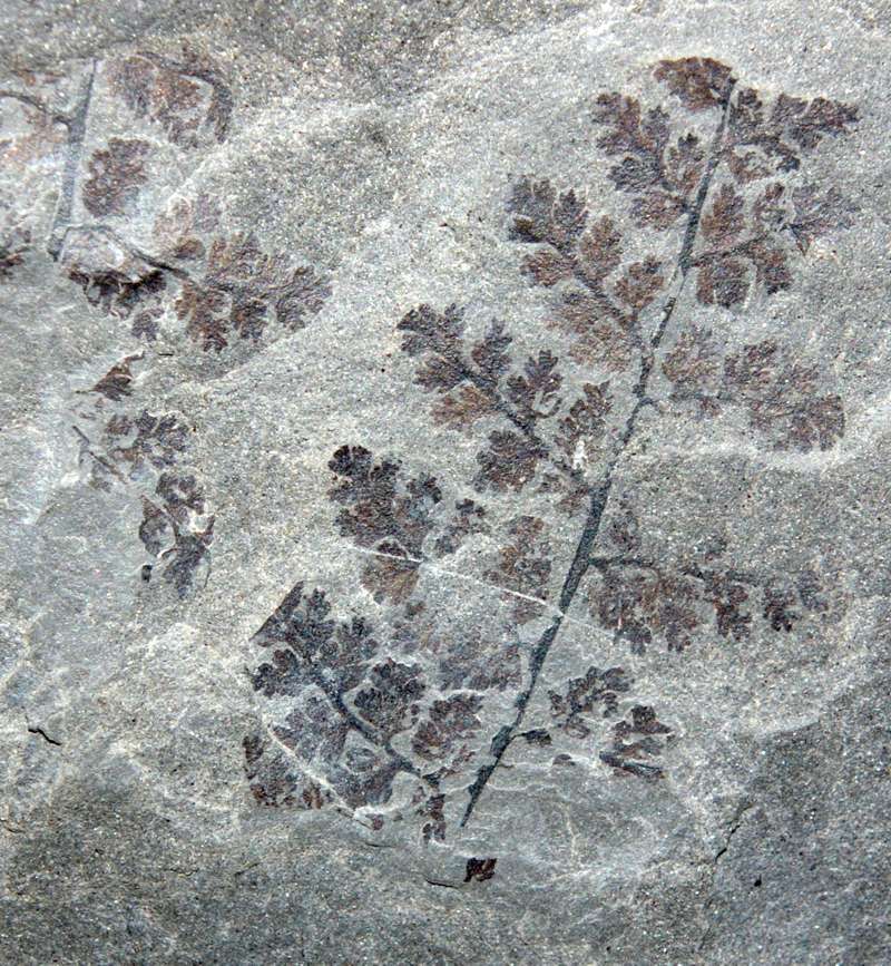 Carboniferous fern Sphenopteris rutaefolia
