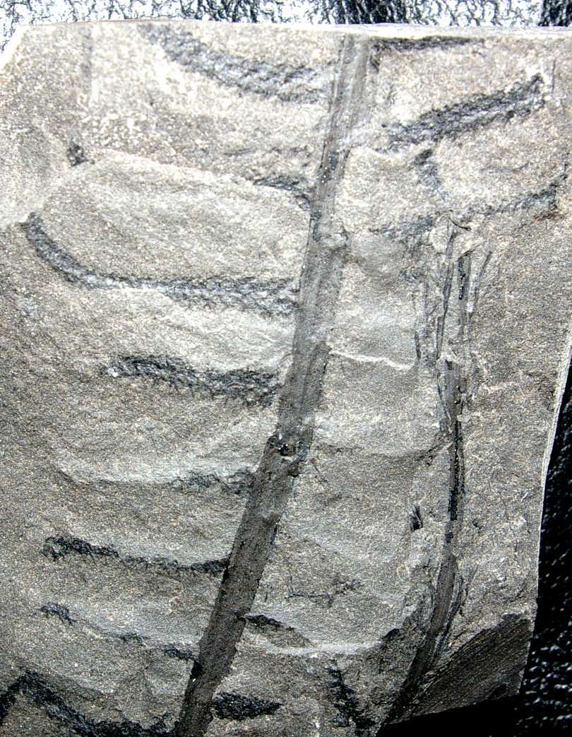 Saccopteris angustissima 