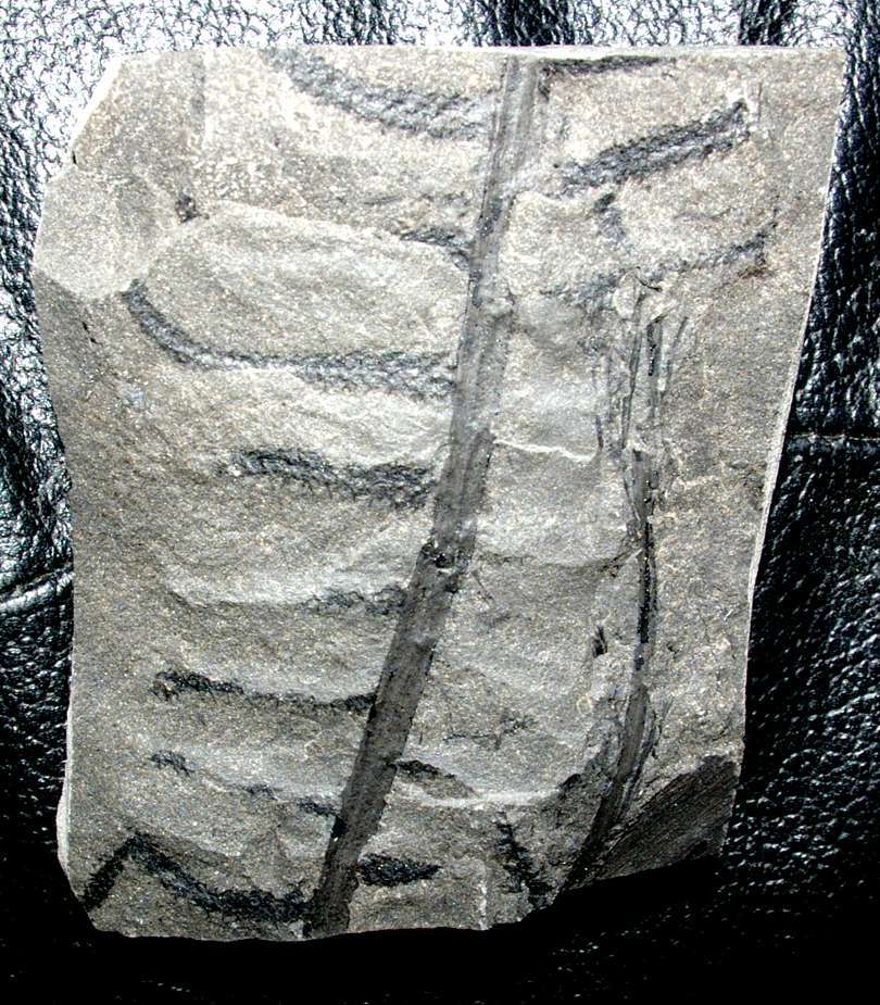 Corynepteris angustissima 