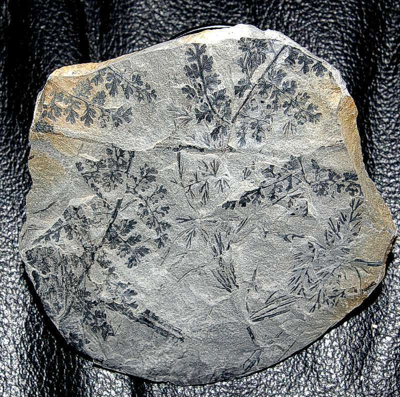 Palmatopteris membranacea
