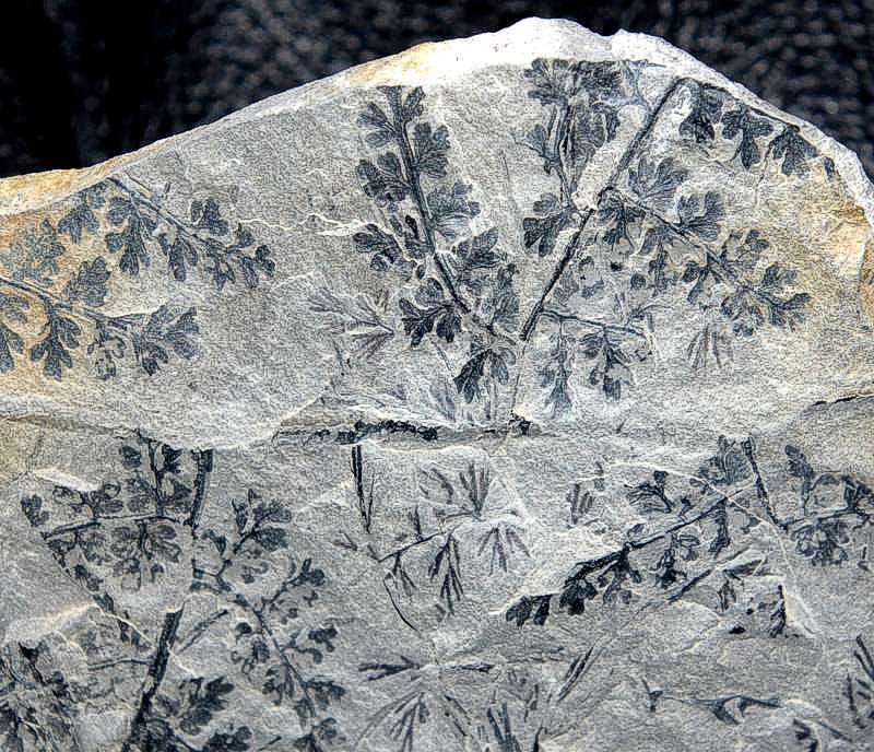 Palmatopteris membranacea