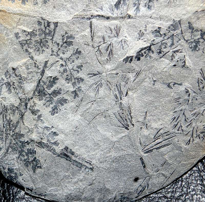Palmatopteris membranacea