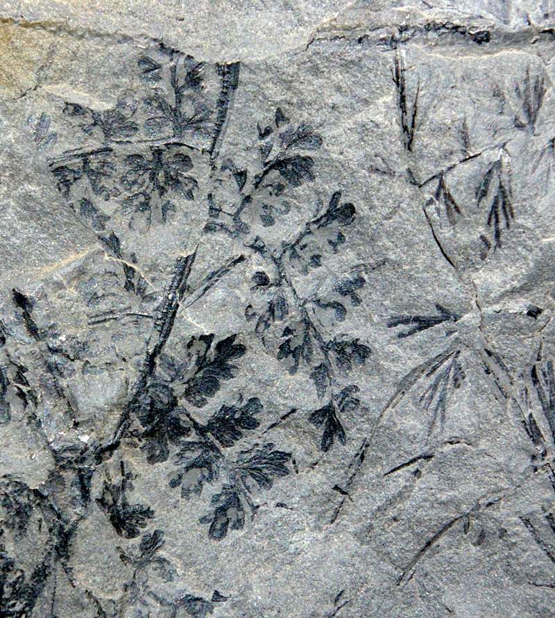 Palmatopteris membranacea