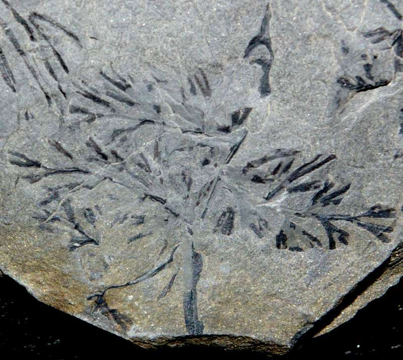 Zeilleria frenzli