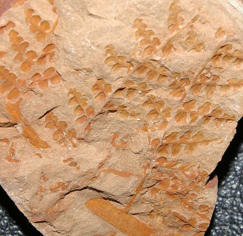 Palmatopteris membranacea