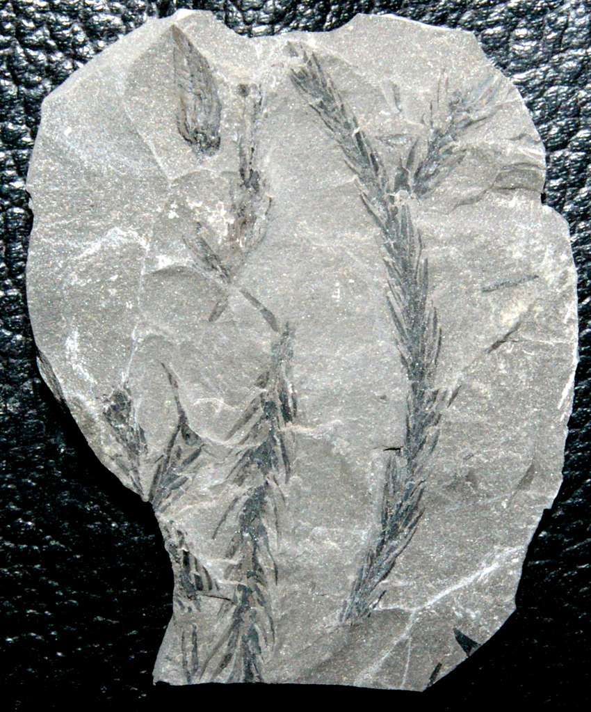 Ulodendron majus
