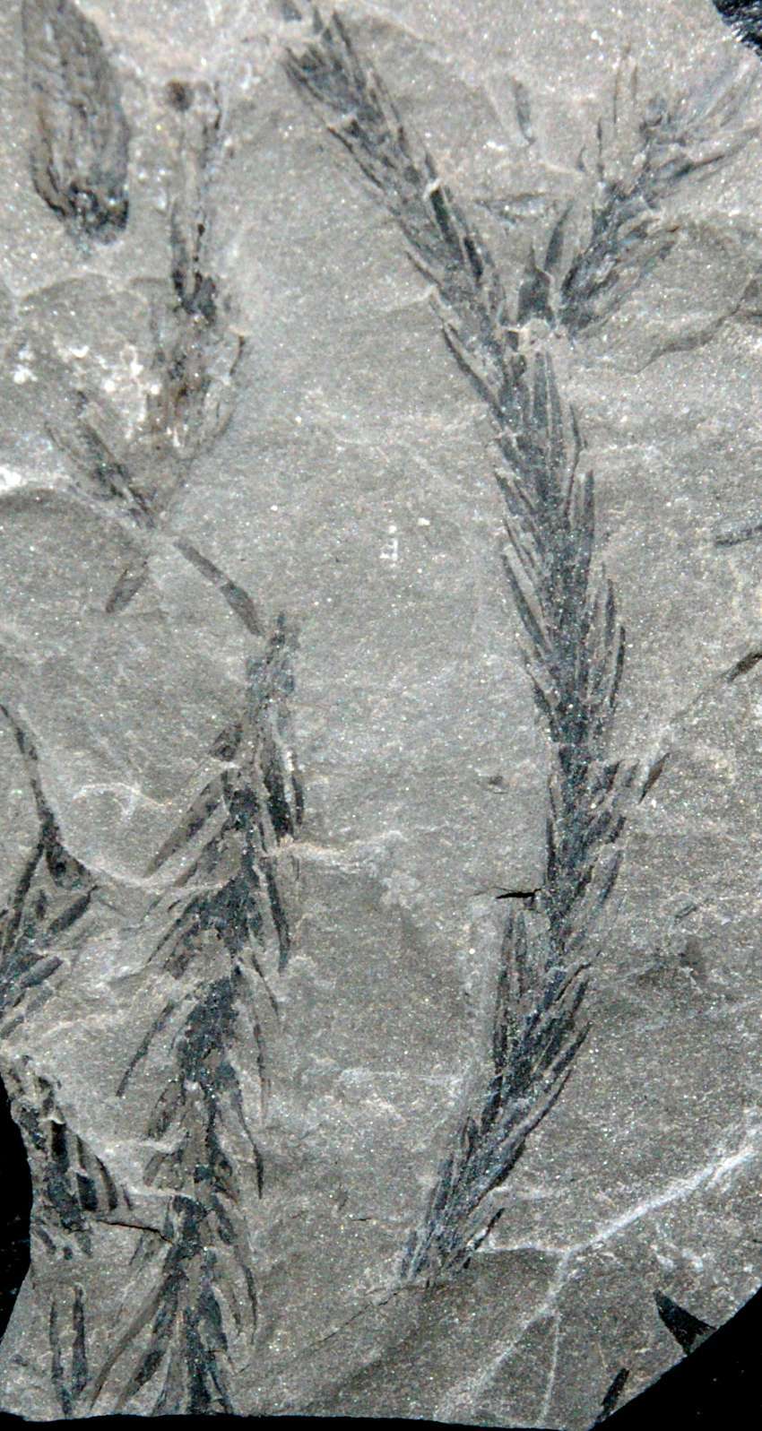 Ulodendron majus fossil plant