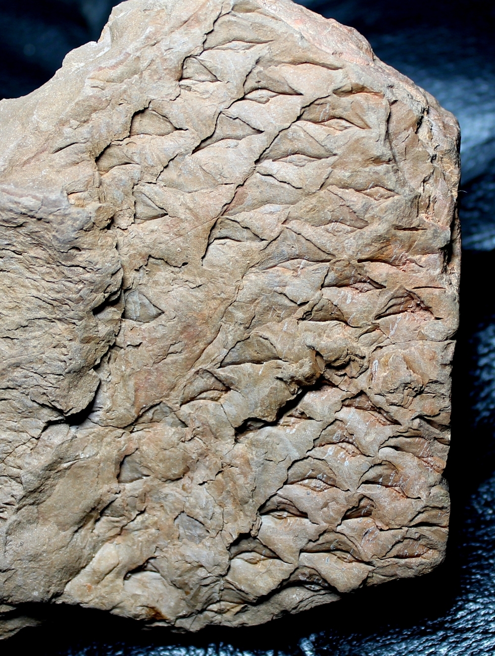 Lepidophloios acerosus