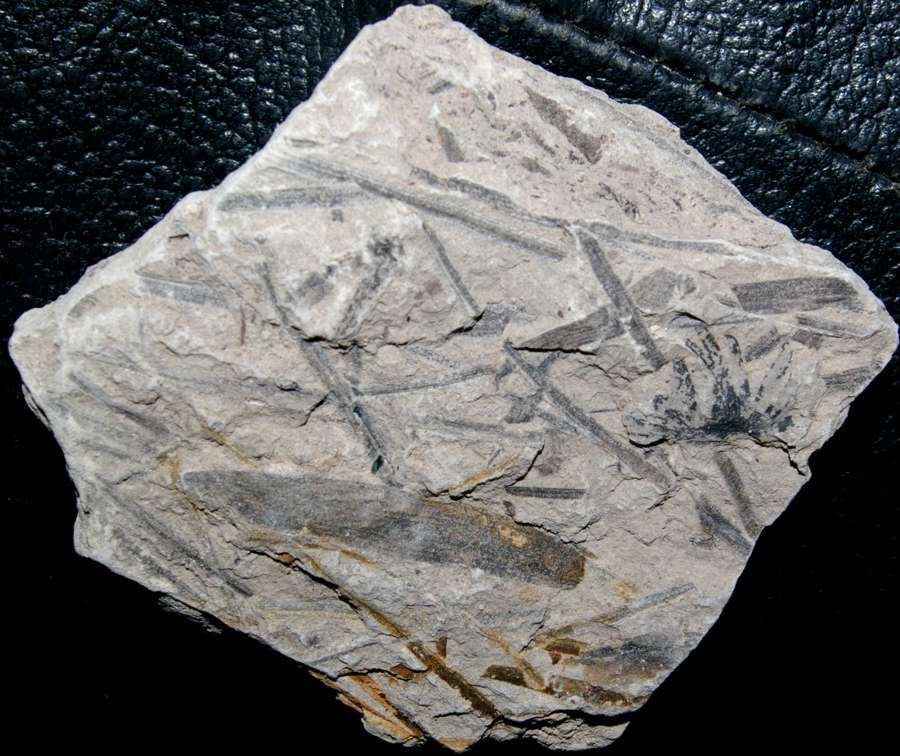 Jurassic fossil plant,  Ginkgo whitbiensis