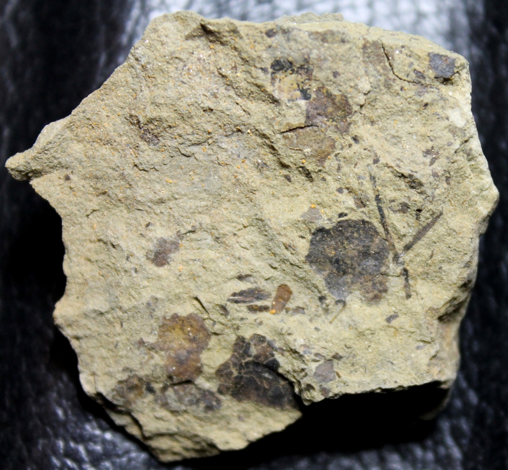 Silurian plant