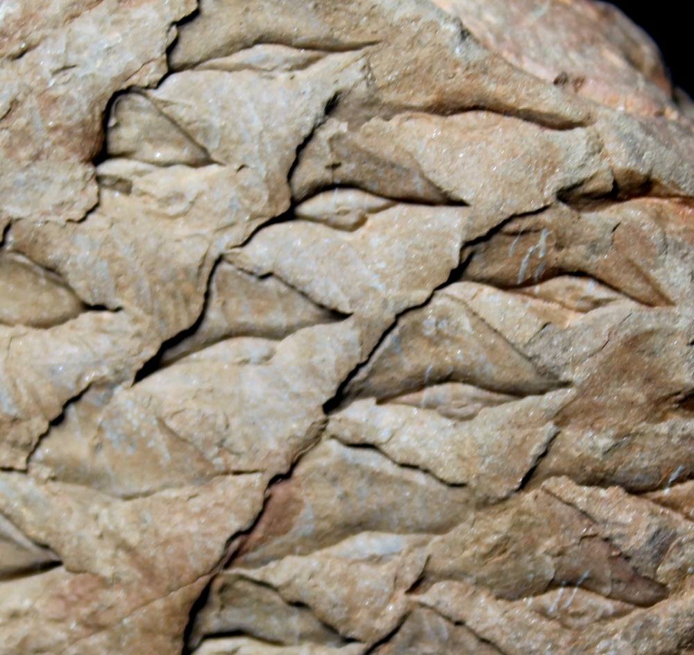 Lepidophloios acerosus