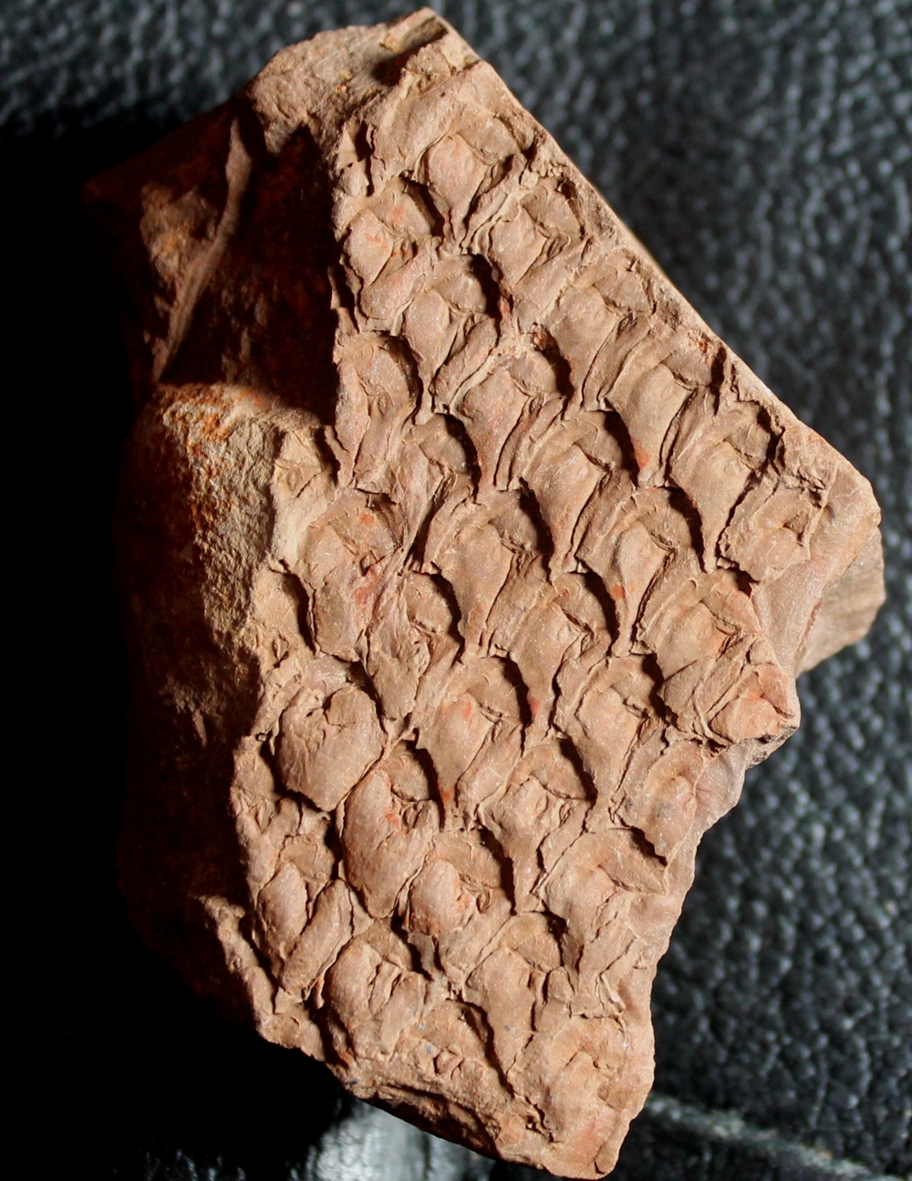 Lepidodendron obovatum