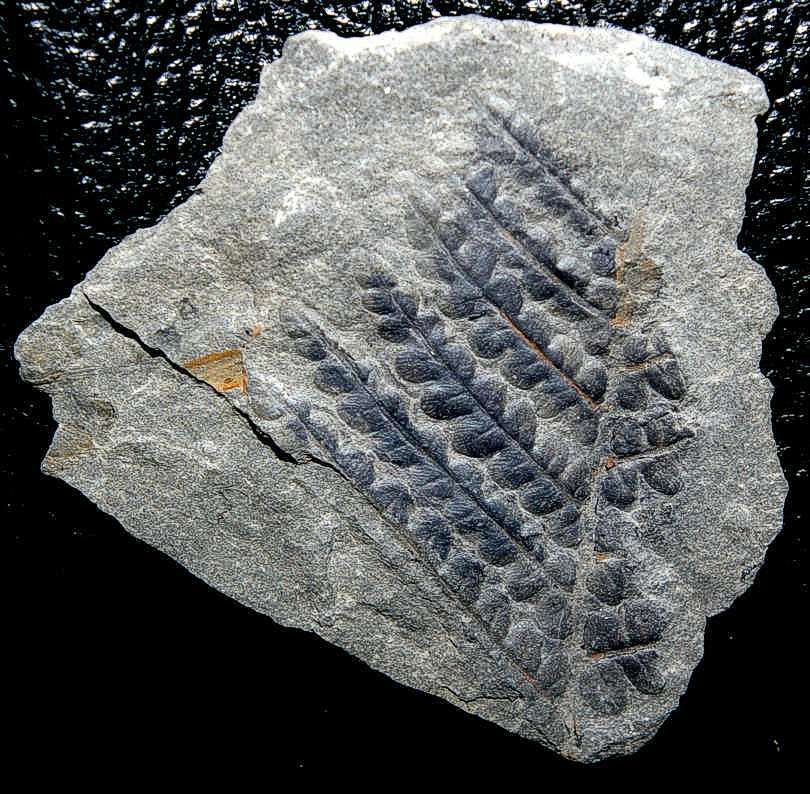 Karbon Fossilien Pflanze 