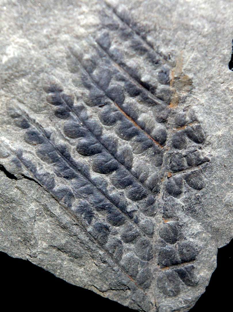 Margaritopteris coemansi