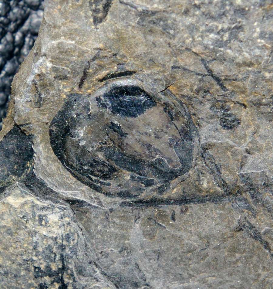 Karbon Fossilien Samen 