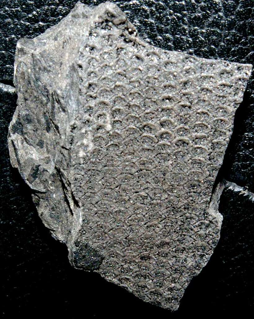 Sigillaria cancriformis 