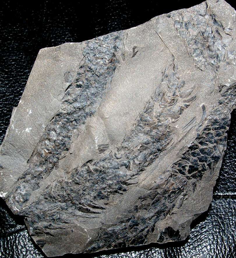 Sigillariostrobus