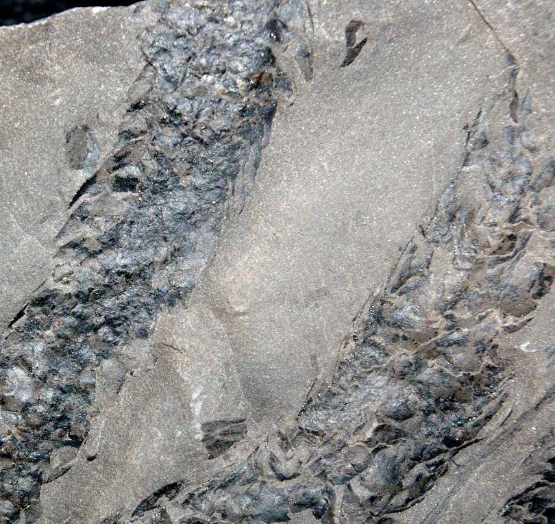 fossil cone