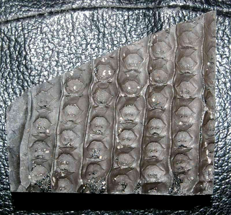 Sigillaria boblayi