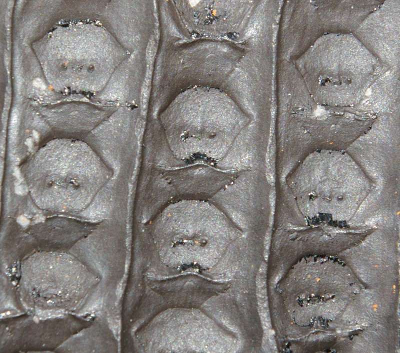 fossil bark