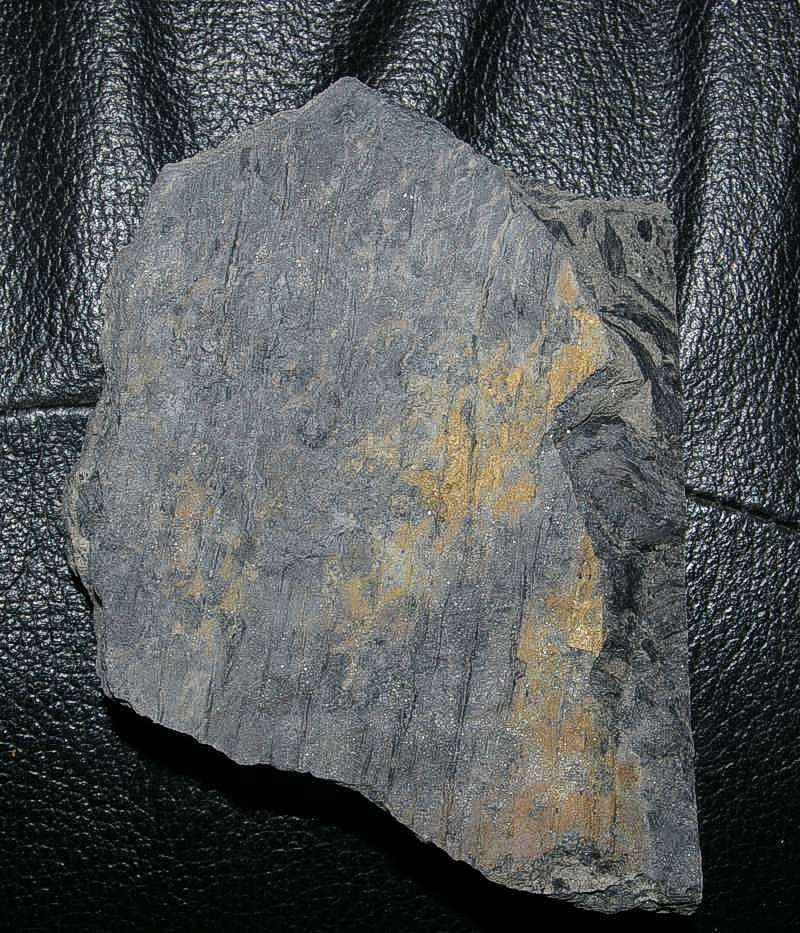 Sigillaria pseudomicrostigma