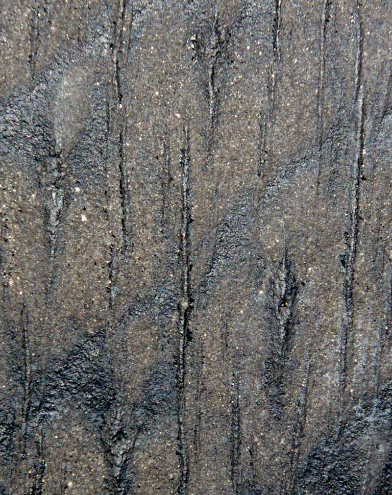 fossil bark