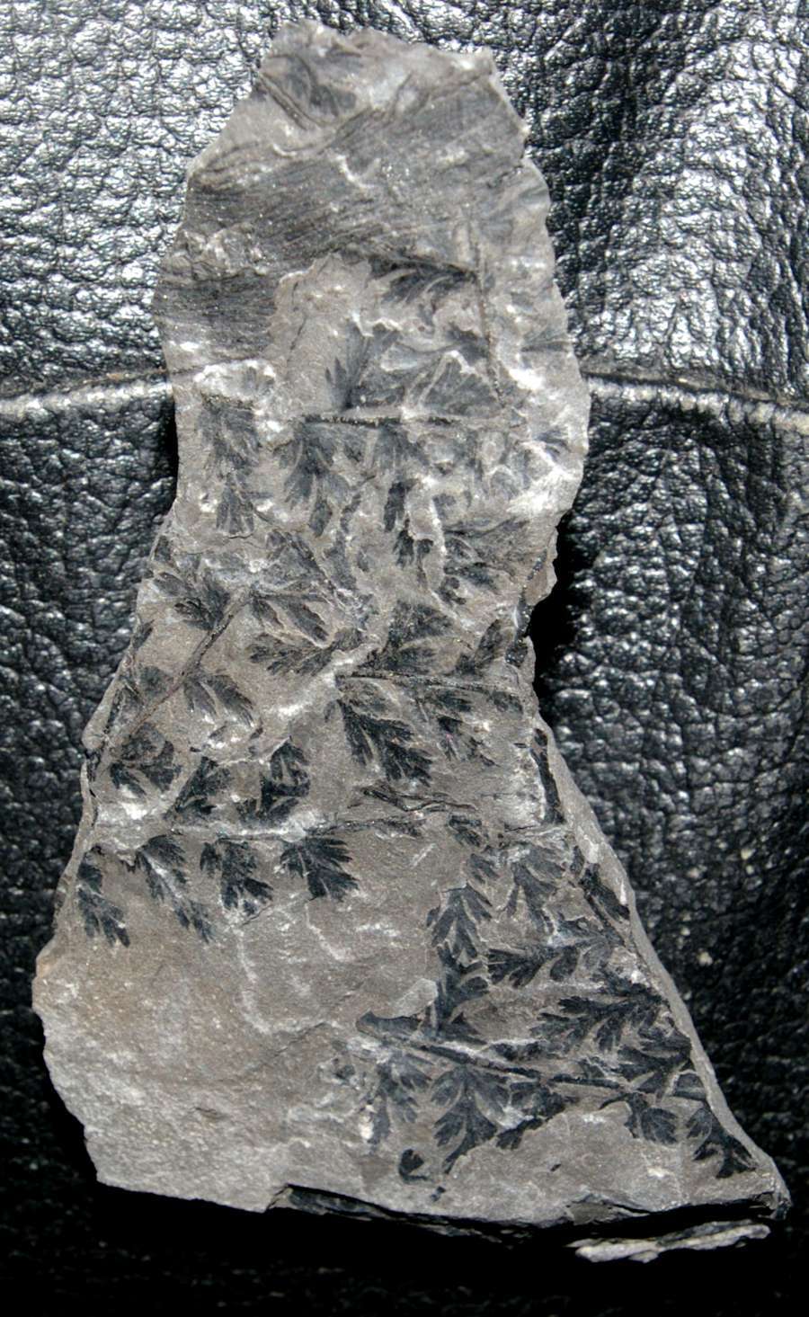 Sphenopteris coemansi