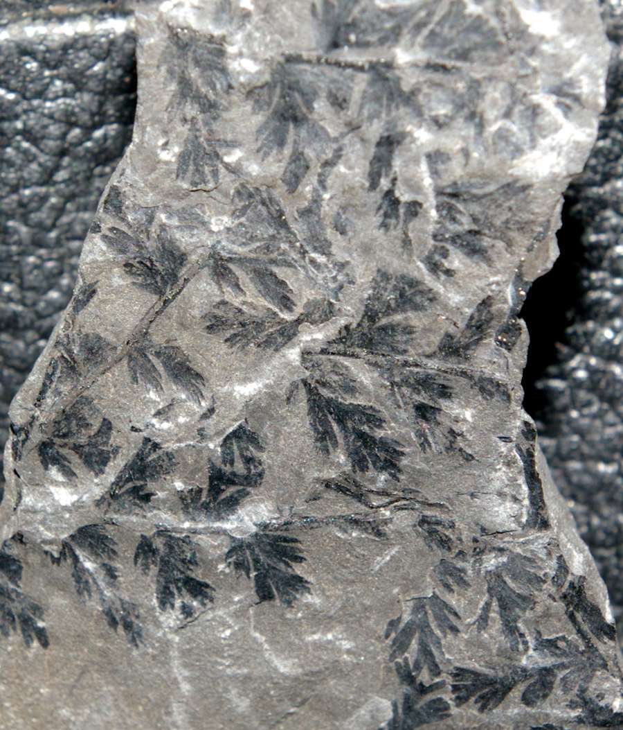 Sphenopteris coemansi