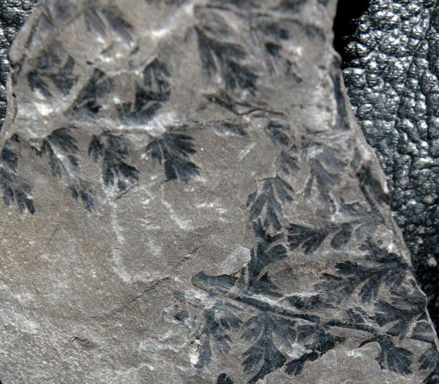 Sphenopteris coemansi