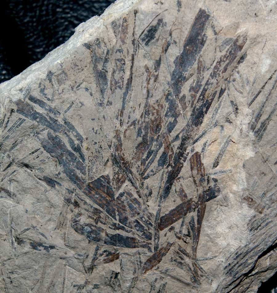  Ginkgoites marginatus
