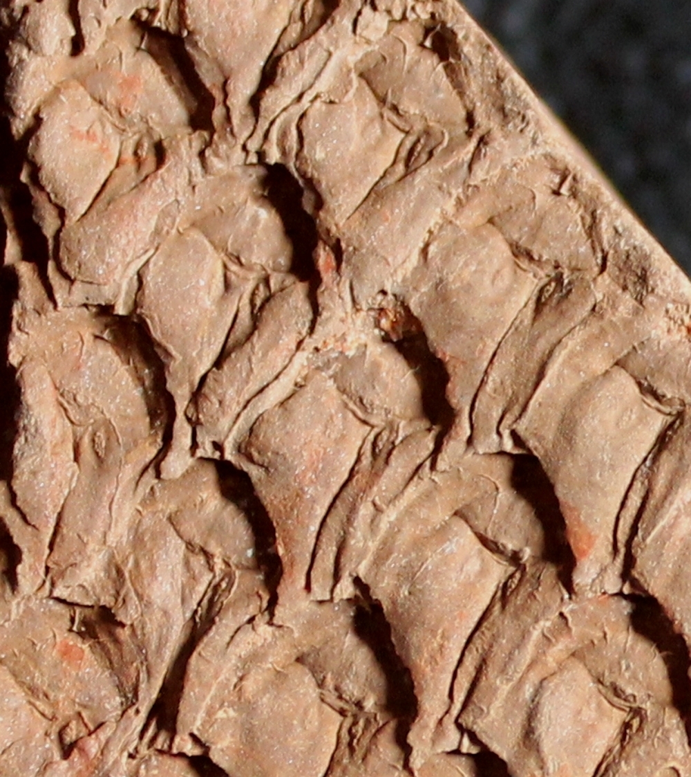 Lepidodendron obovatum