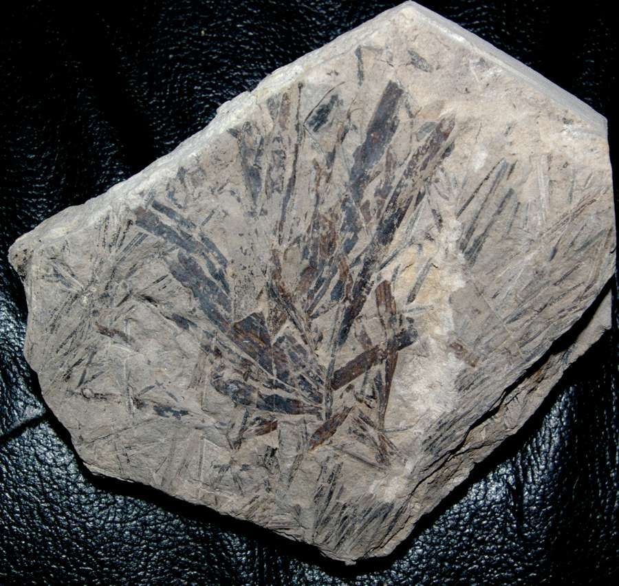 Jurassic fossil plant,  Ginkgoites marginatus