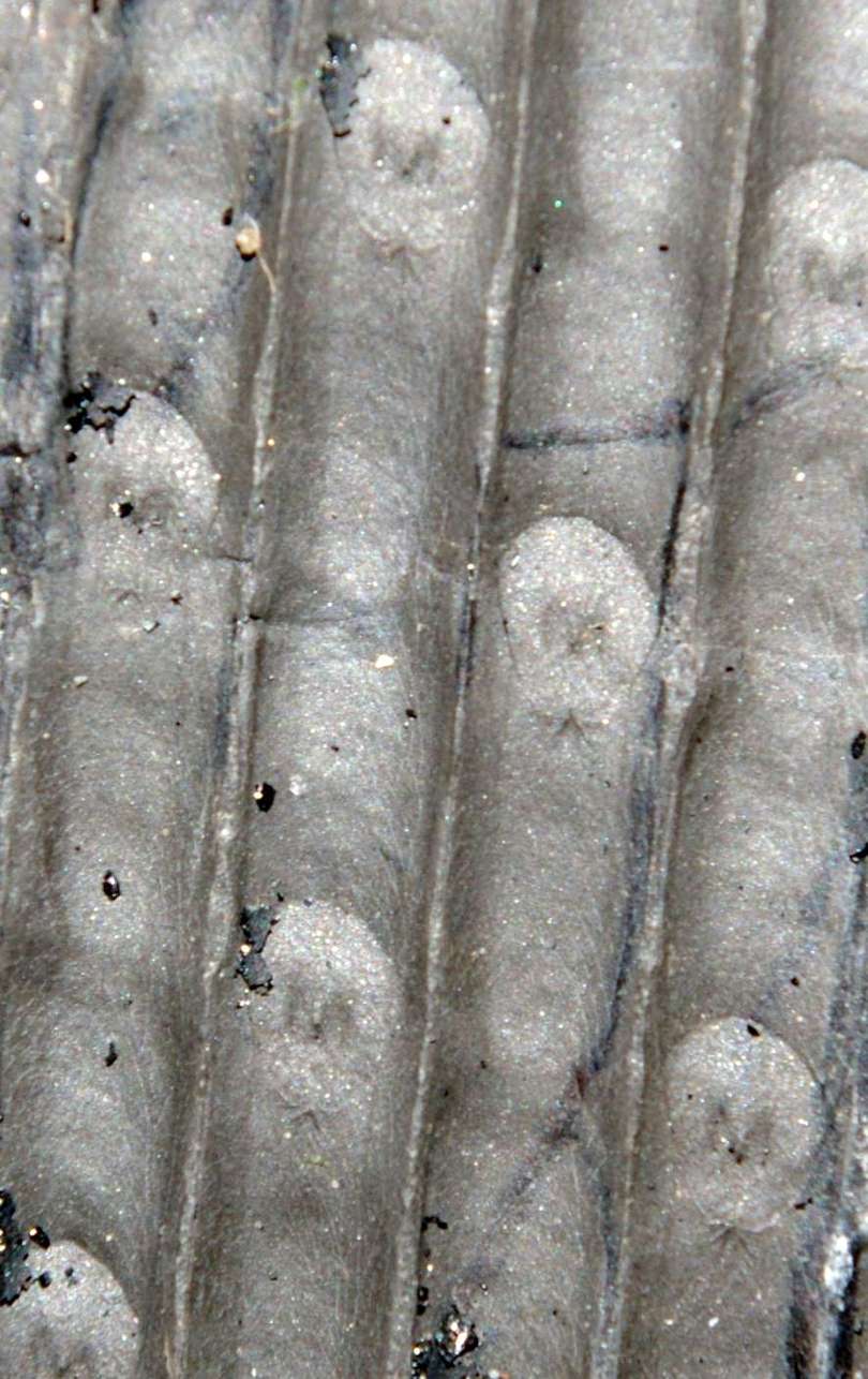 Sphenopteris coemansi