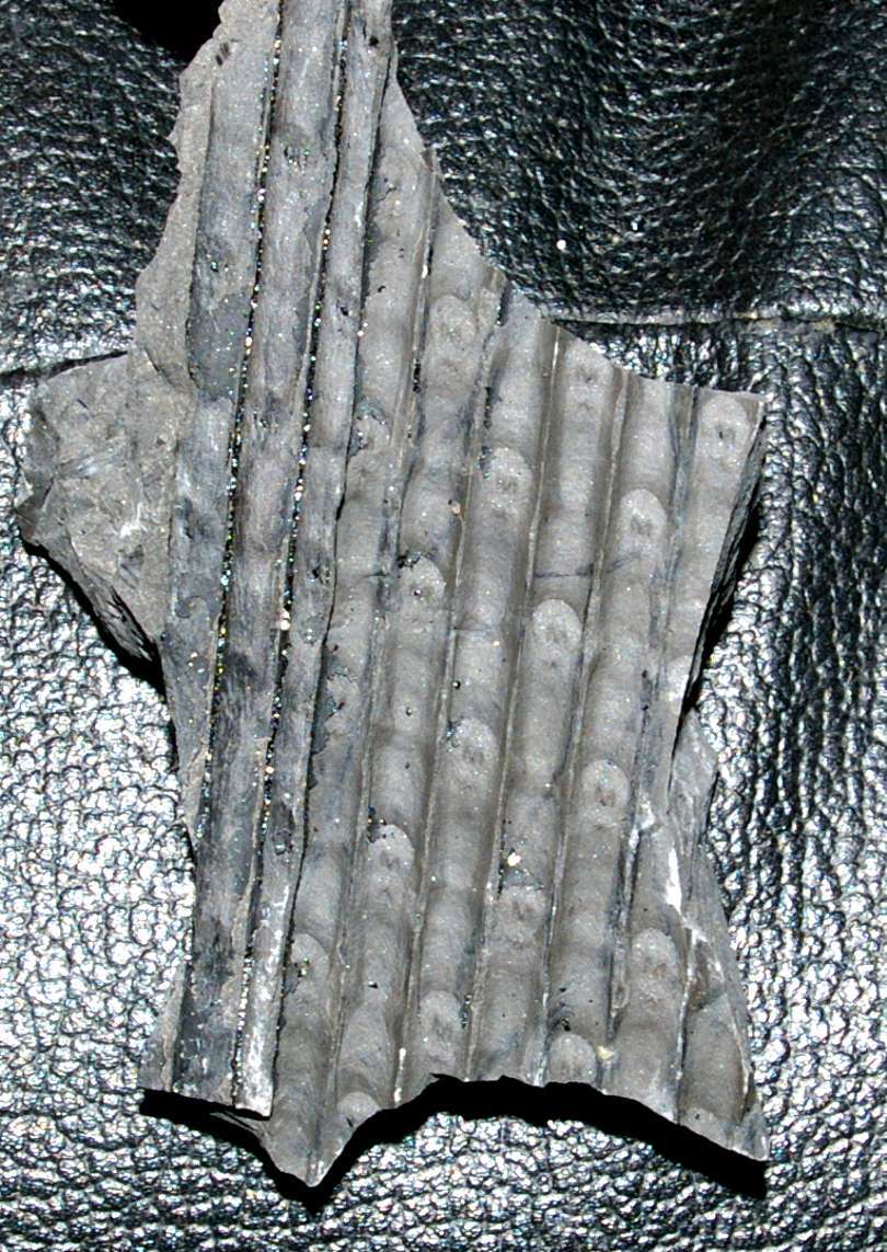 Fossil lycopod bark