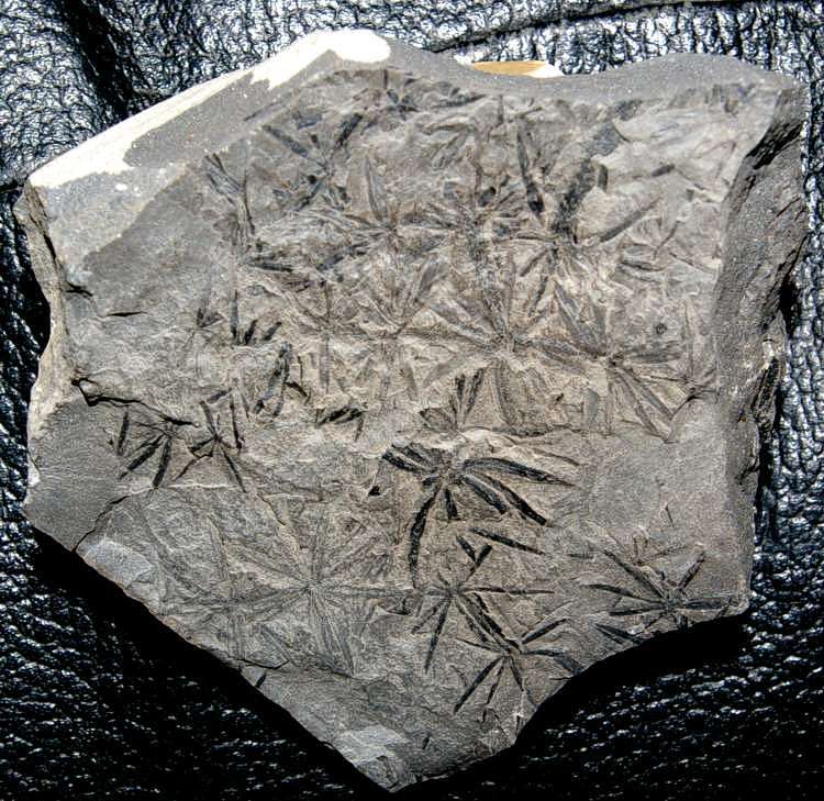 Fossil calamite plant