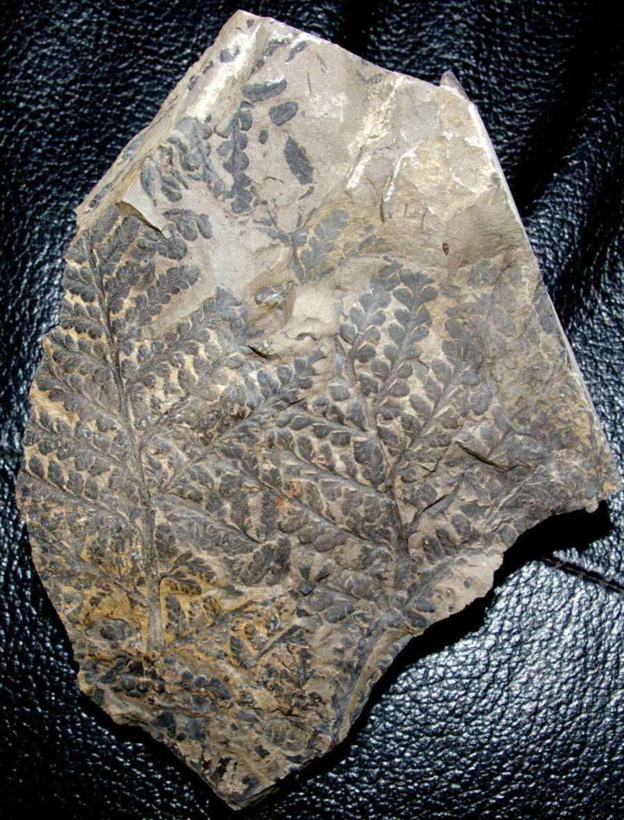 Lepidodendron lycopodioides