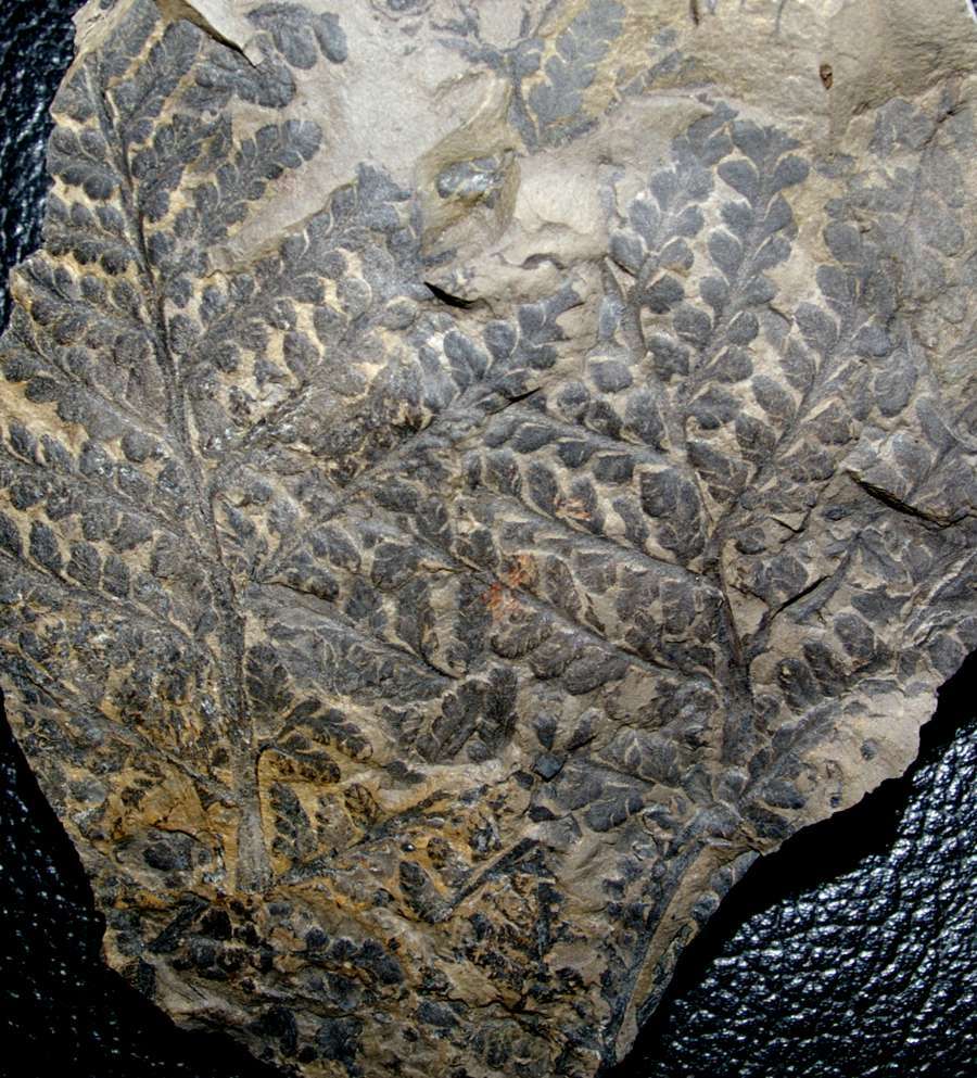 Lepidodendron lycopodioides