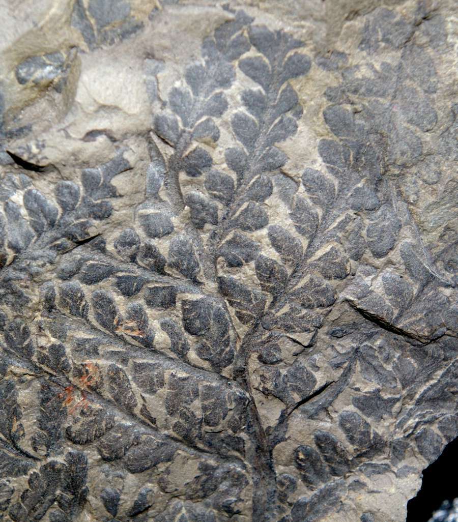 Lepidodendron lycopodioides