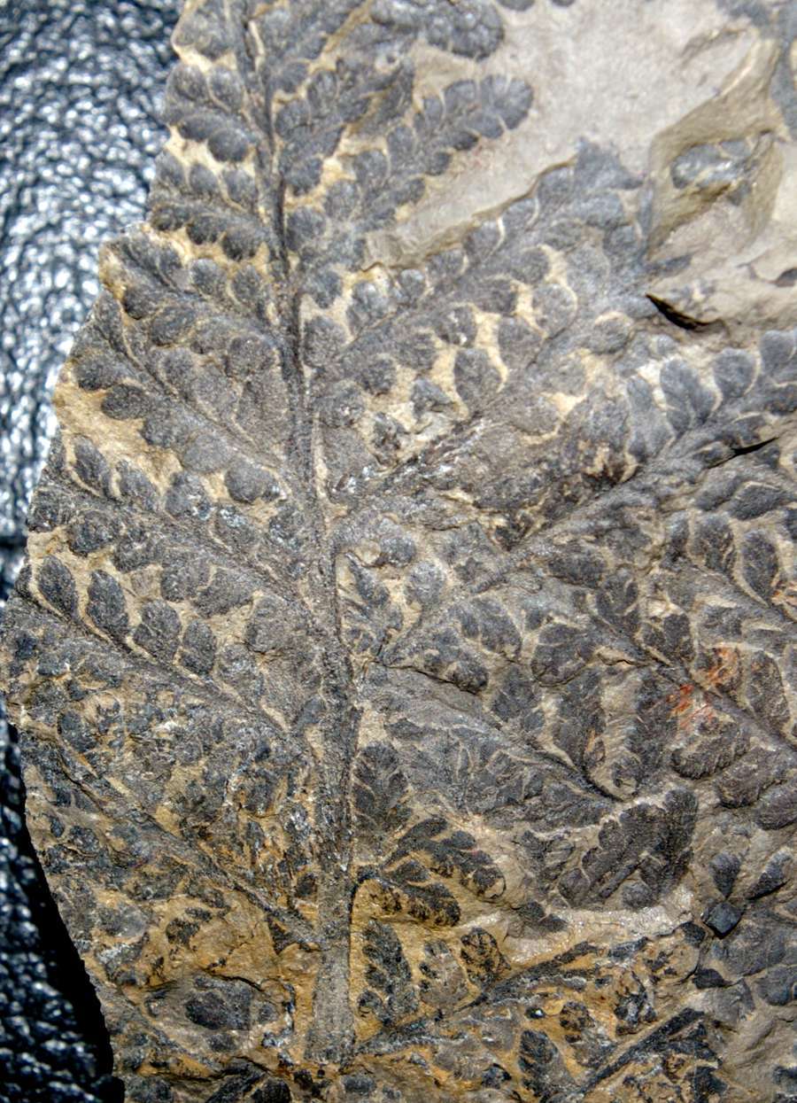 Lepidodendron lycopodioides