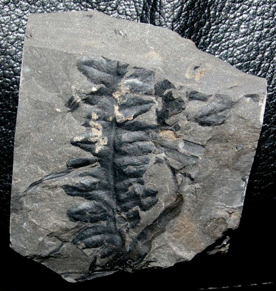Lonchopteris bricei