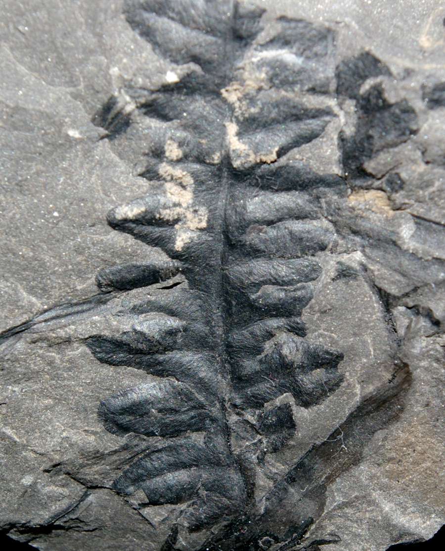 Lonchopteris bricei