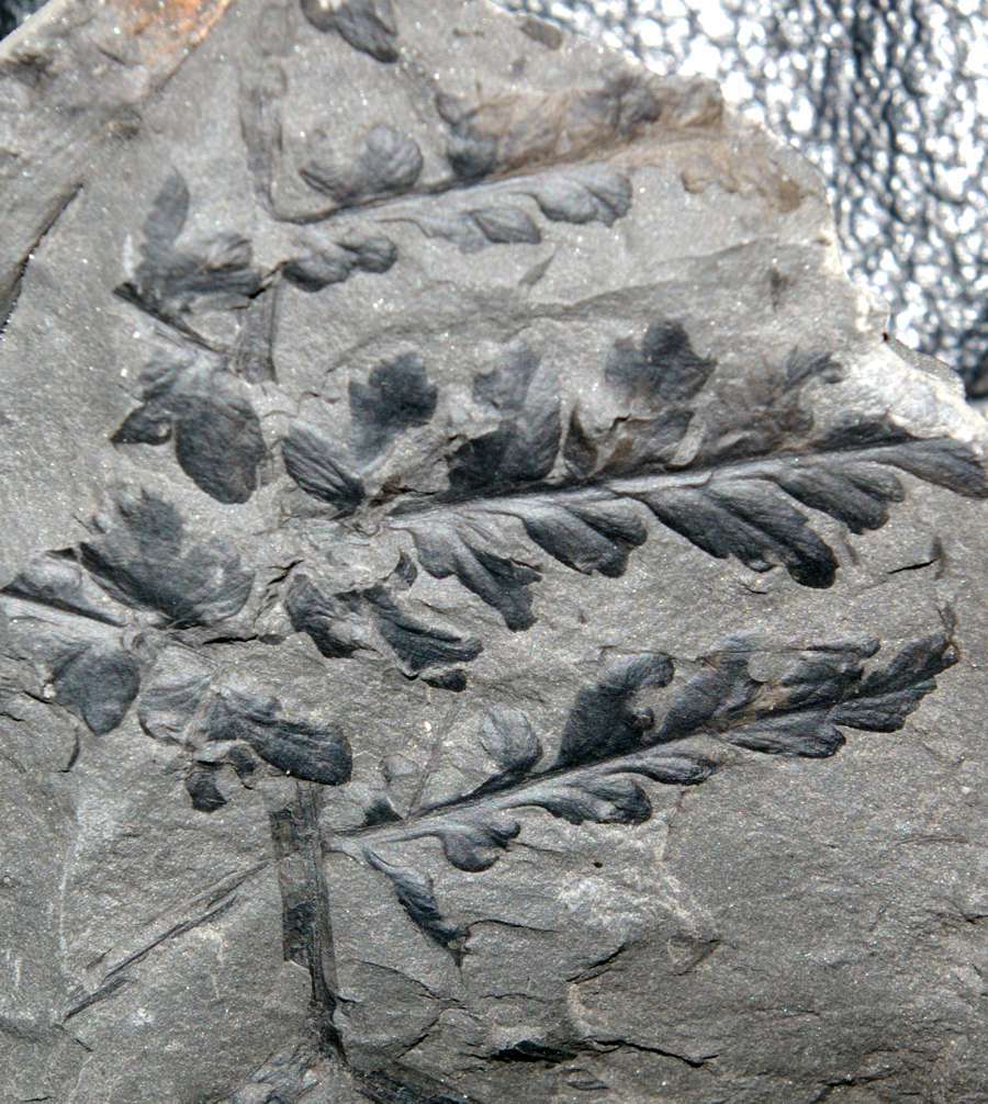 Mariopteris muricata