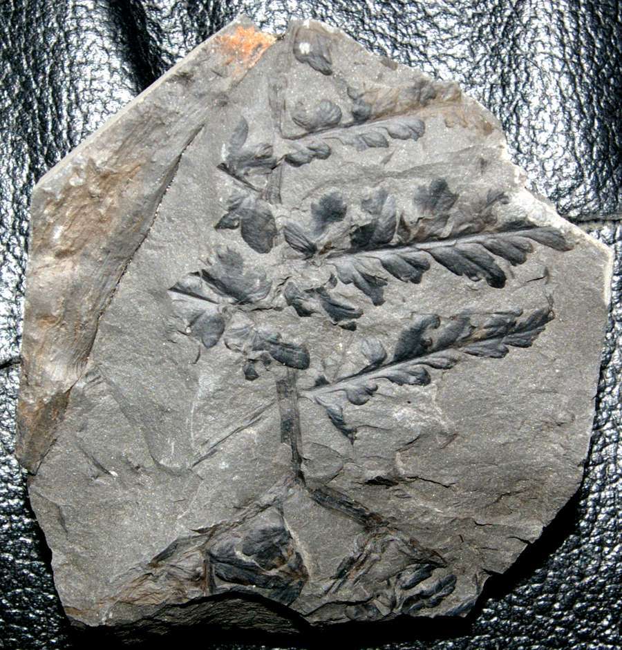 Mariopteris muricata