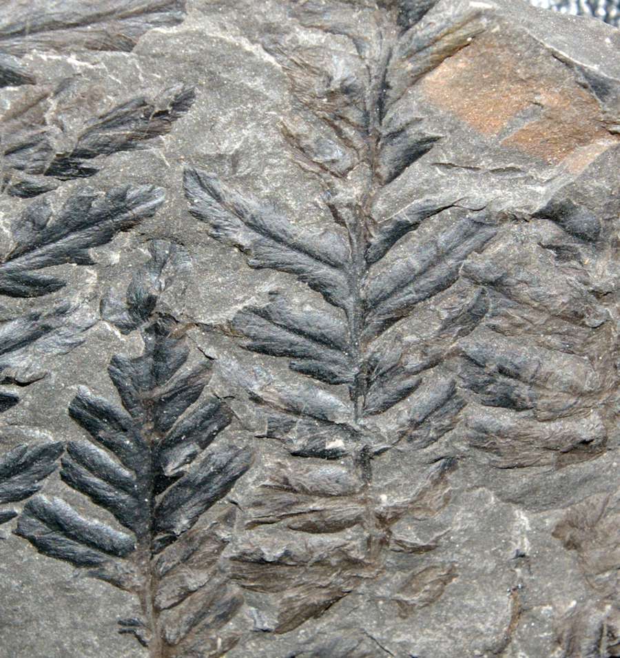Mariopteris muricata
