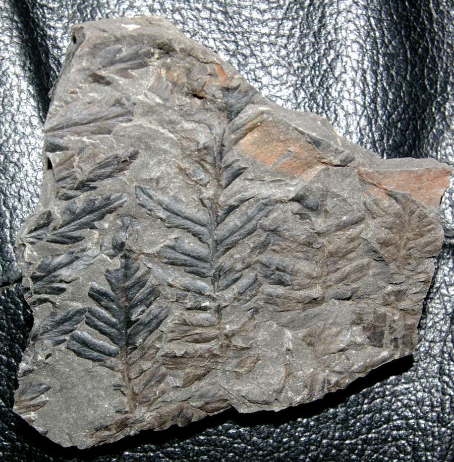 Mariopteris muricata