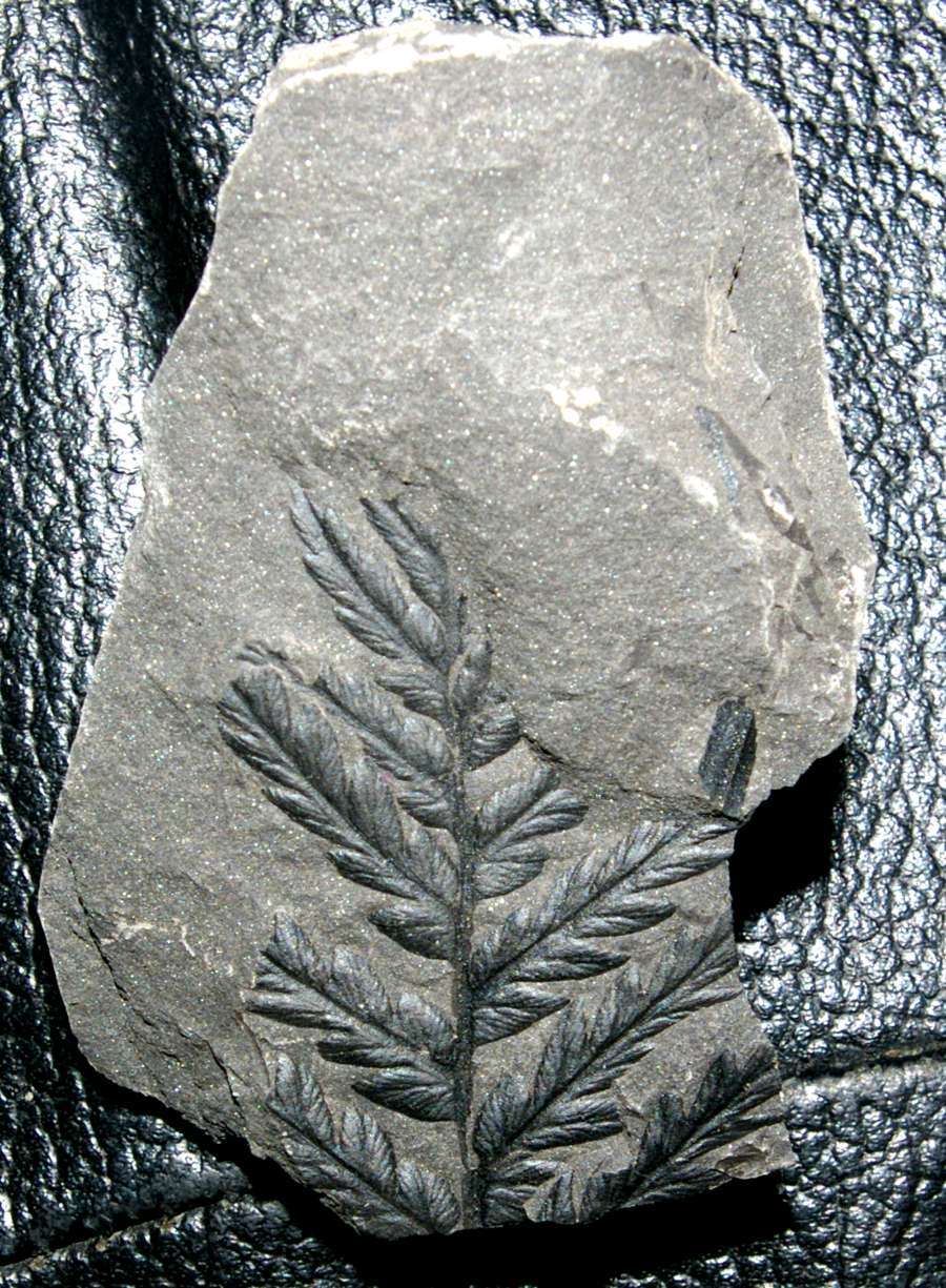 Mariopteris daviesi