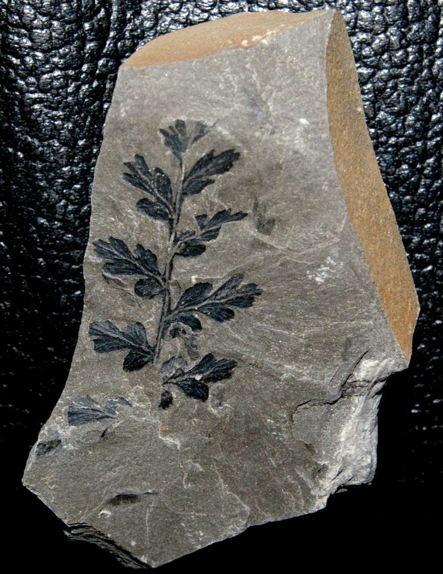 Eusphenopteris sauveuri